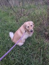 A dog sitting in the grass

Description automatically generated with low confidence