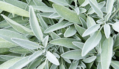 A sage plant